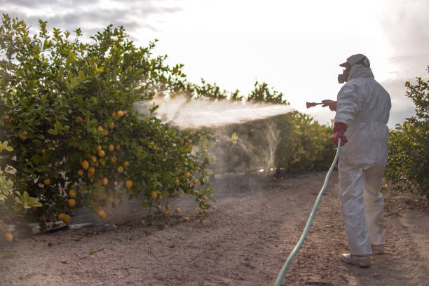 Best Pest Control for Homes  in Randolph Af, TX