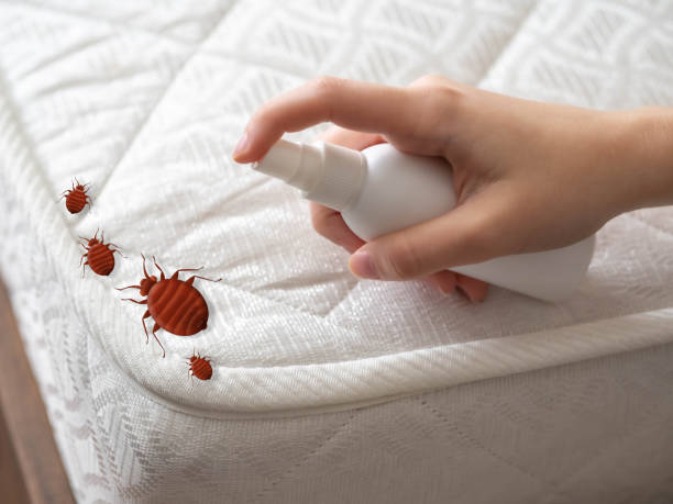 Reliable Randolph Af, TX Pest Control Solutions