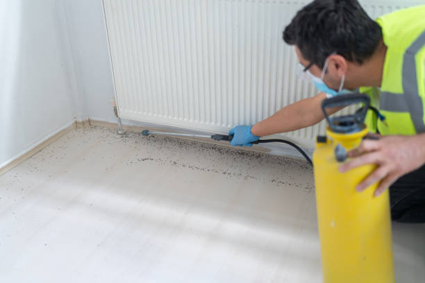 Best Flea Control Services  in Randolph Af, TX